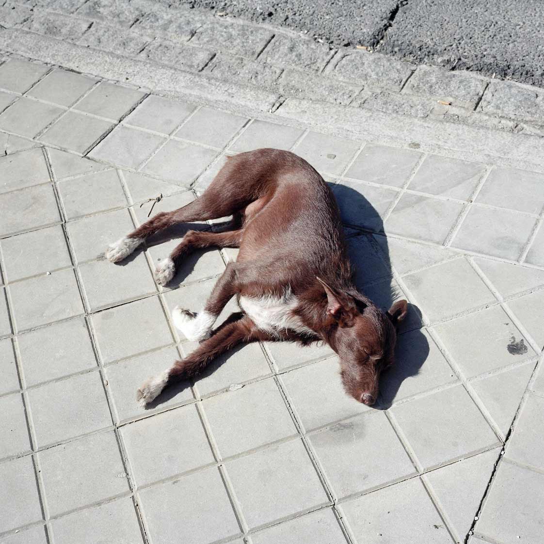dog
